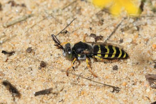 Réf. 252 320 : Bembix oculata